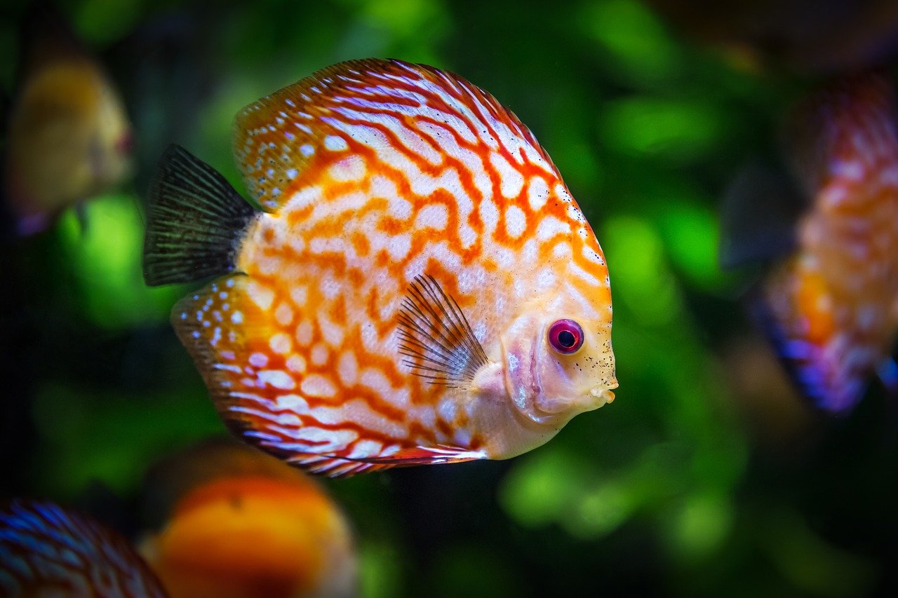 pomarańczowa ryba typu gupik