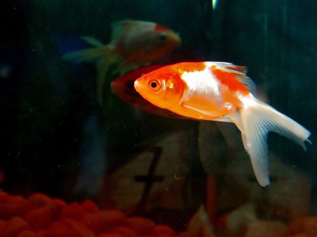 Pomarańczowy gupik pływa w akwarium