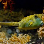 Żółta dziwna ryba
