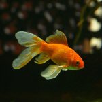 Złoty gupik - fajna rybka